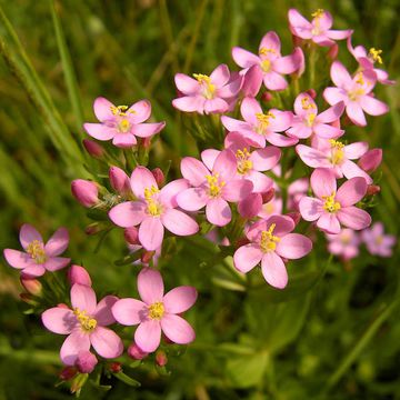 Centaurium erythraea