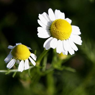 Chamomilla recutita