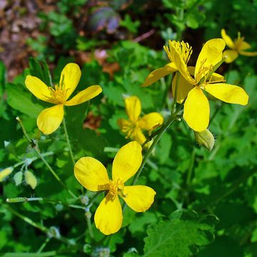 Chelidonium majus