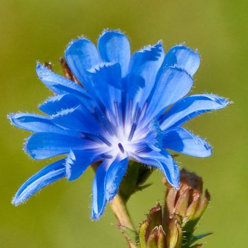 Cichorium intybus