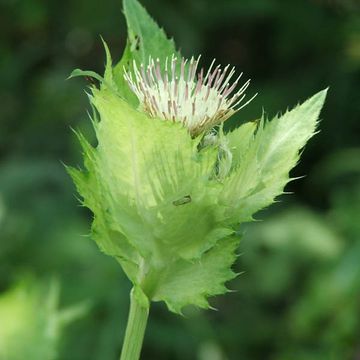 Cirsium oleraceum