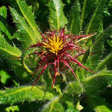 St. Benedict's Thistle