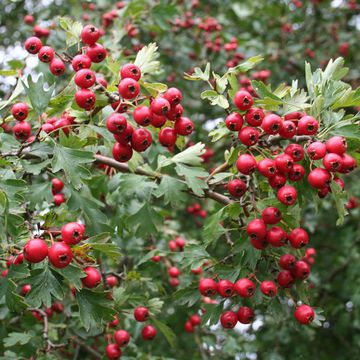 Crataegus monogyna