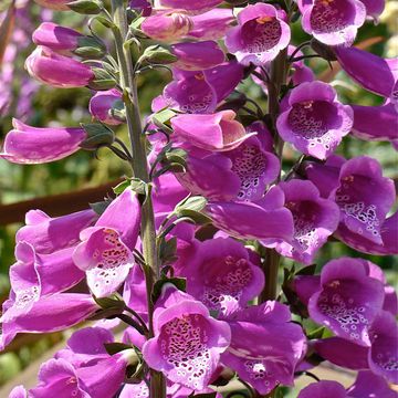 Foxglove (Common)