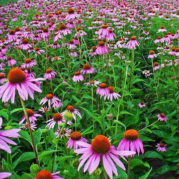 Echinacea purpurea