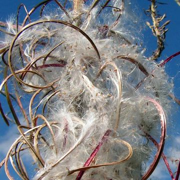 Rosebay Willowherb