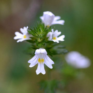 Euphrasia rostkoviana