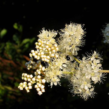 Filipendula ulmaria