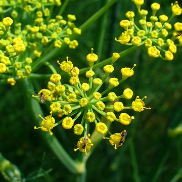 Foeniculum vulgare