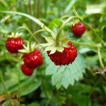 Fragaria vesca