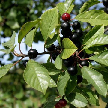 Alder Buckthorn