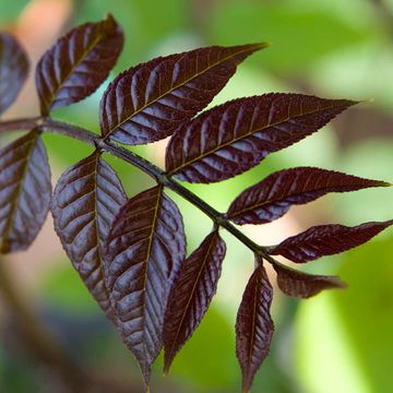 Fraxinus excelsior