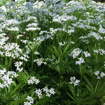 Galium odoratum