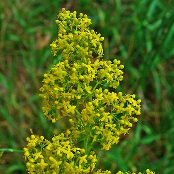 Galium verum