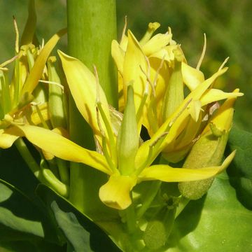 Great Yellow Gentian