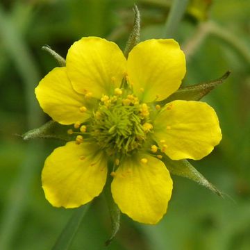 Wood Avens