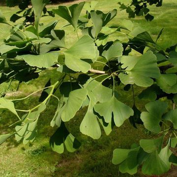 Ginkgobaum