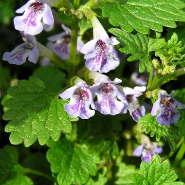 Ground-Ivy