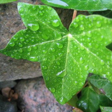 Hedera helix