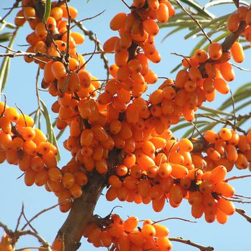 Hippophae rhamnoides