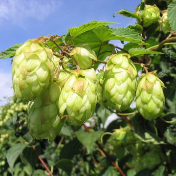 Hopfen (Echter)