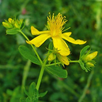 St John's Wort