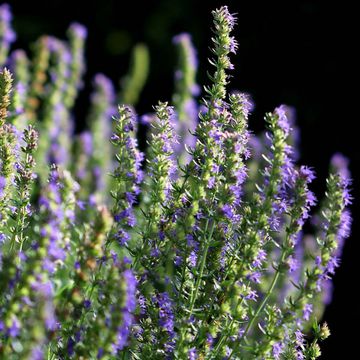 Hyssop