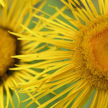 Elecampane