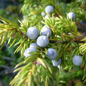 Juniperus communis