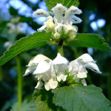 Lamium album