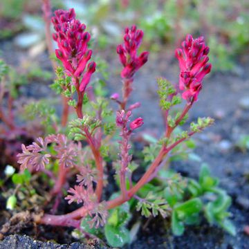 Fumitory (Common)