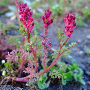 Fumaria officinalis