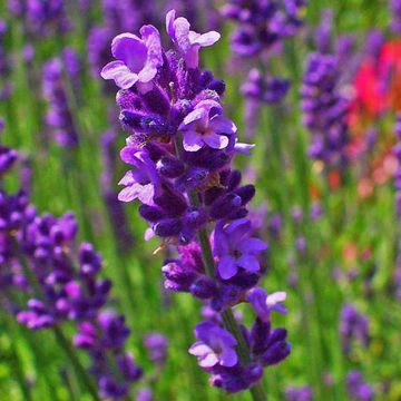 Lavandula angustifolia