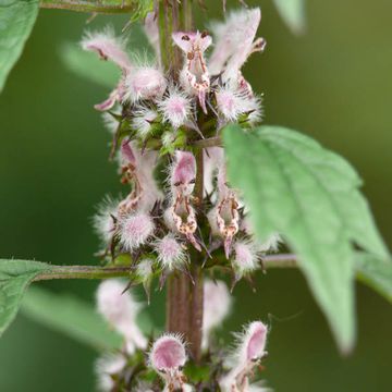 Motherwort