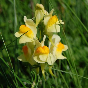 Linaria vulgaris