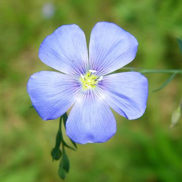 Linum usitatissimum