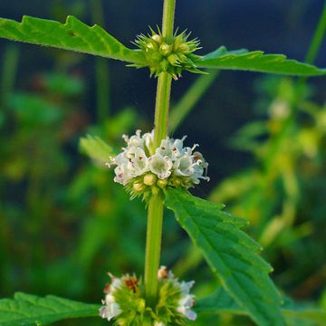 Gypsywort