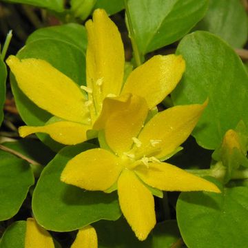 Creeping Jenny