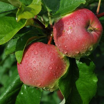 Malus domestica