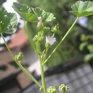 Malva neglecta