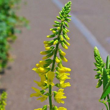 Melilotus officinalis