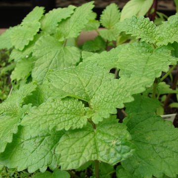 Lemon Balm