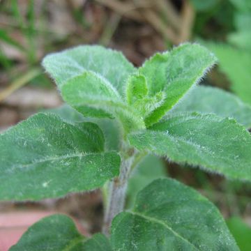 Mentha aquatica