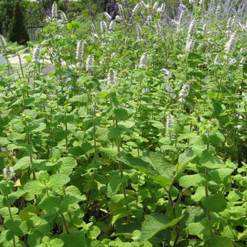 Mentha suaveolens