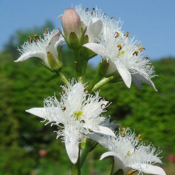 Menyanthes trifoliata