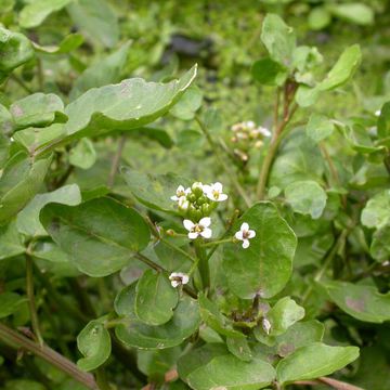 Nasturtium officinale