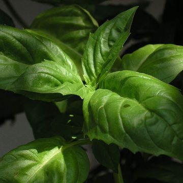 Basil