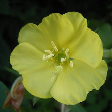 Oenothera biennis