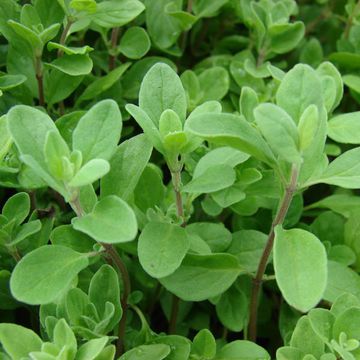 Origanum majorana