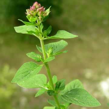 Origanum vulgare